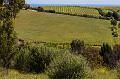 Near Chapel Hill Wines, Mclaren Vale IMGP7462